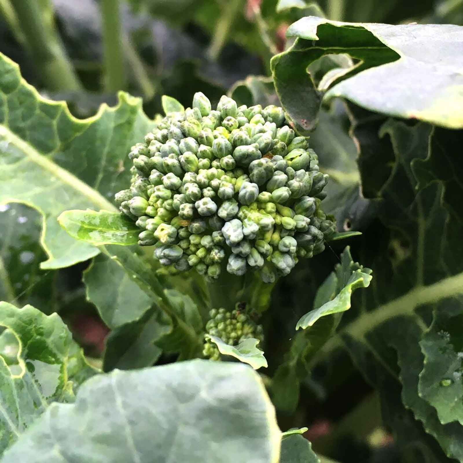 Autumn - Calabrese (Broccoli) - Green Sprouting (10 Plants) Organic