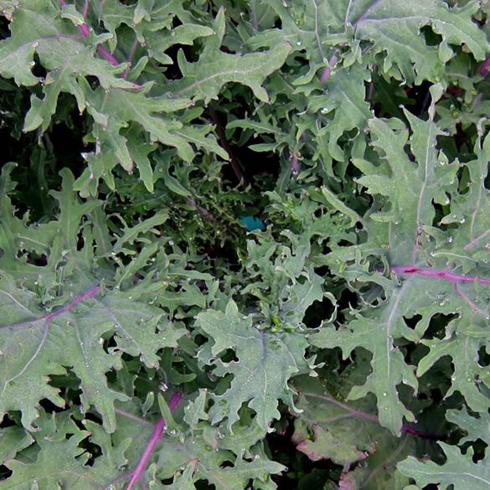 Autumn - Red Russian Kale (10 Plants) Organic - Harrod ...