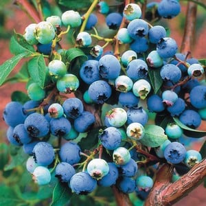 Blue Bluecrop - Harrod Horticultural