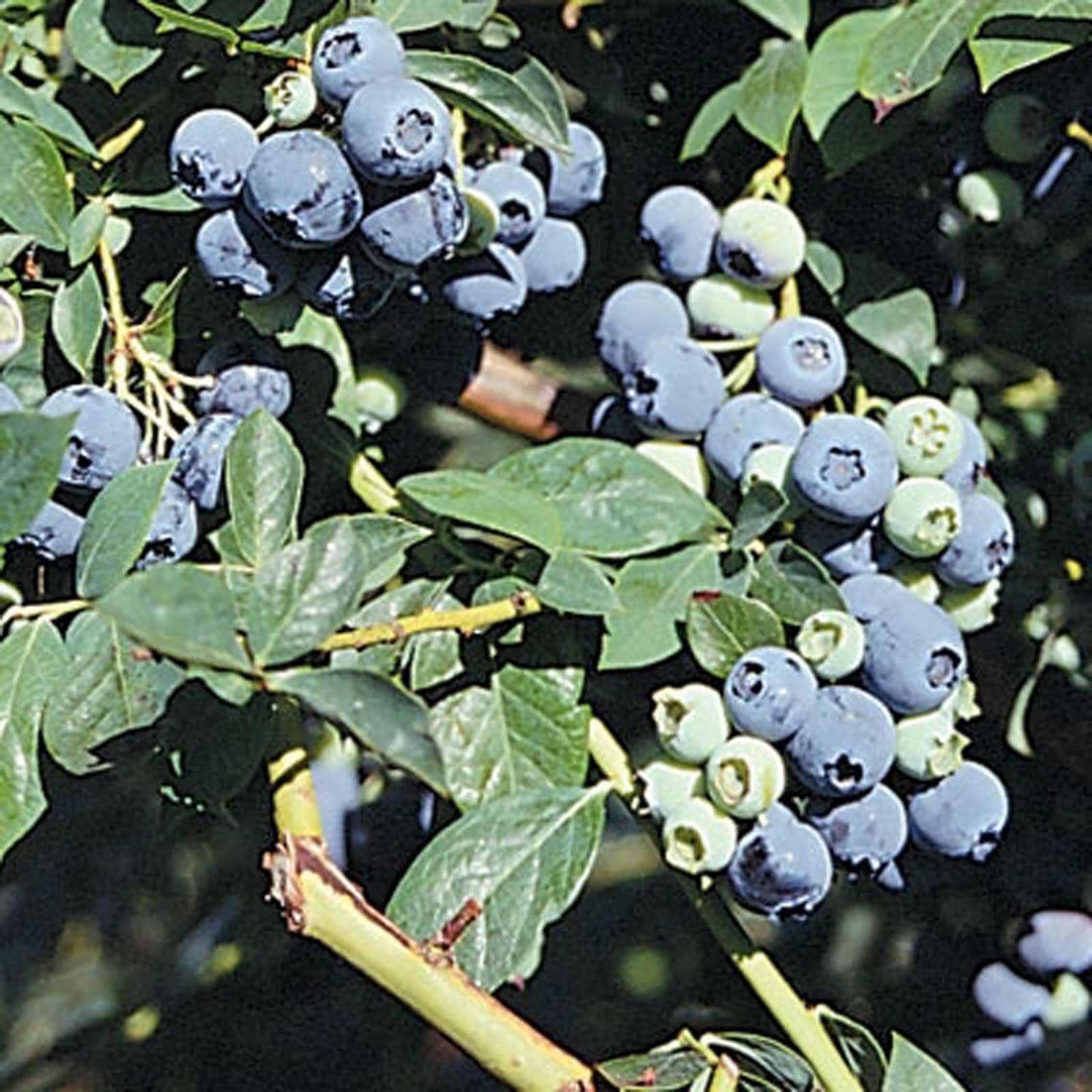 Blueberry Legacy - Harrod Horticultural