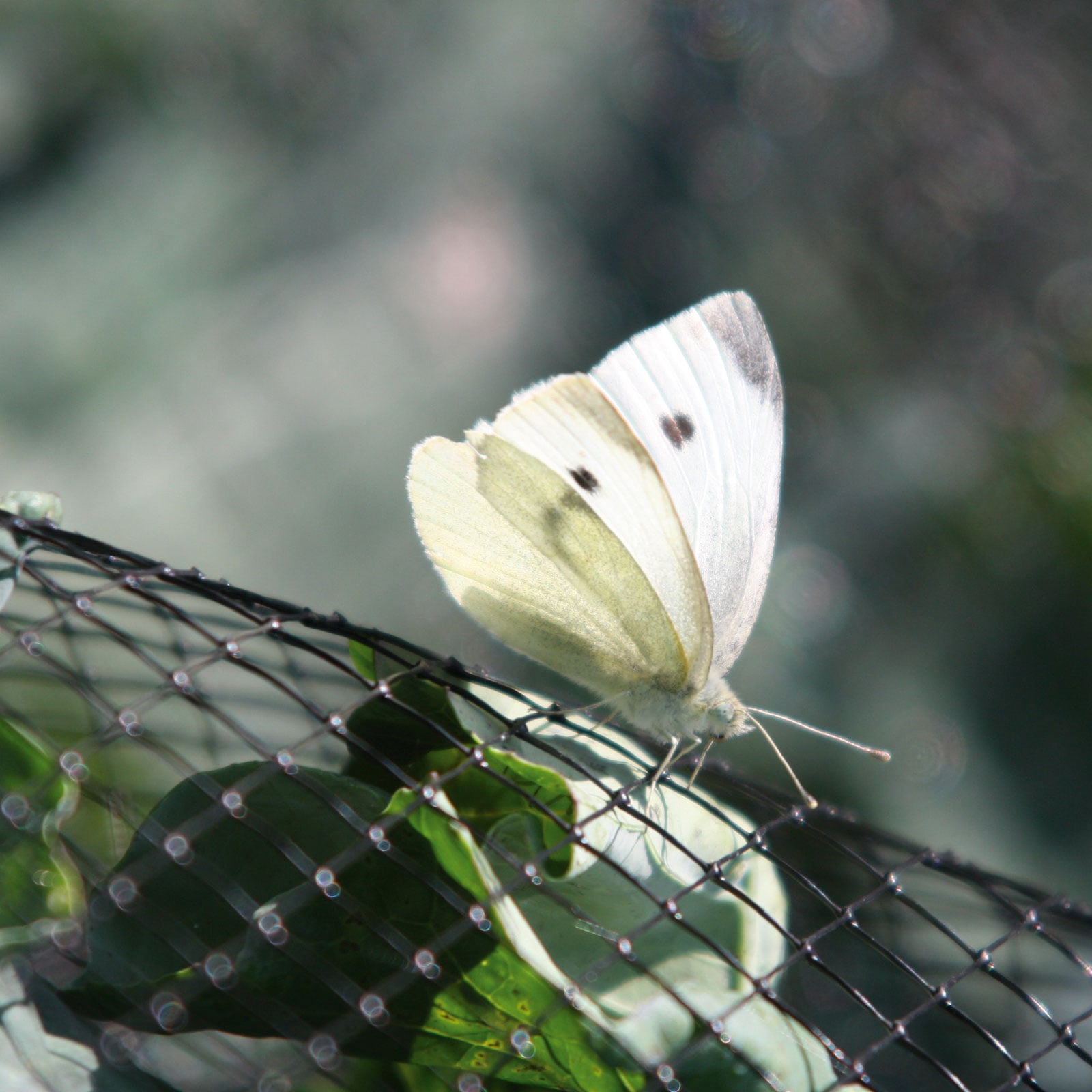 Butterfly Netting Rigid Plastic Mesh - Harrod Horticultural (UK)