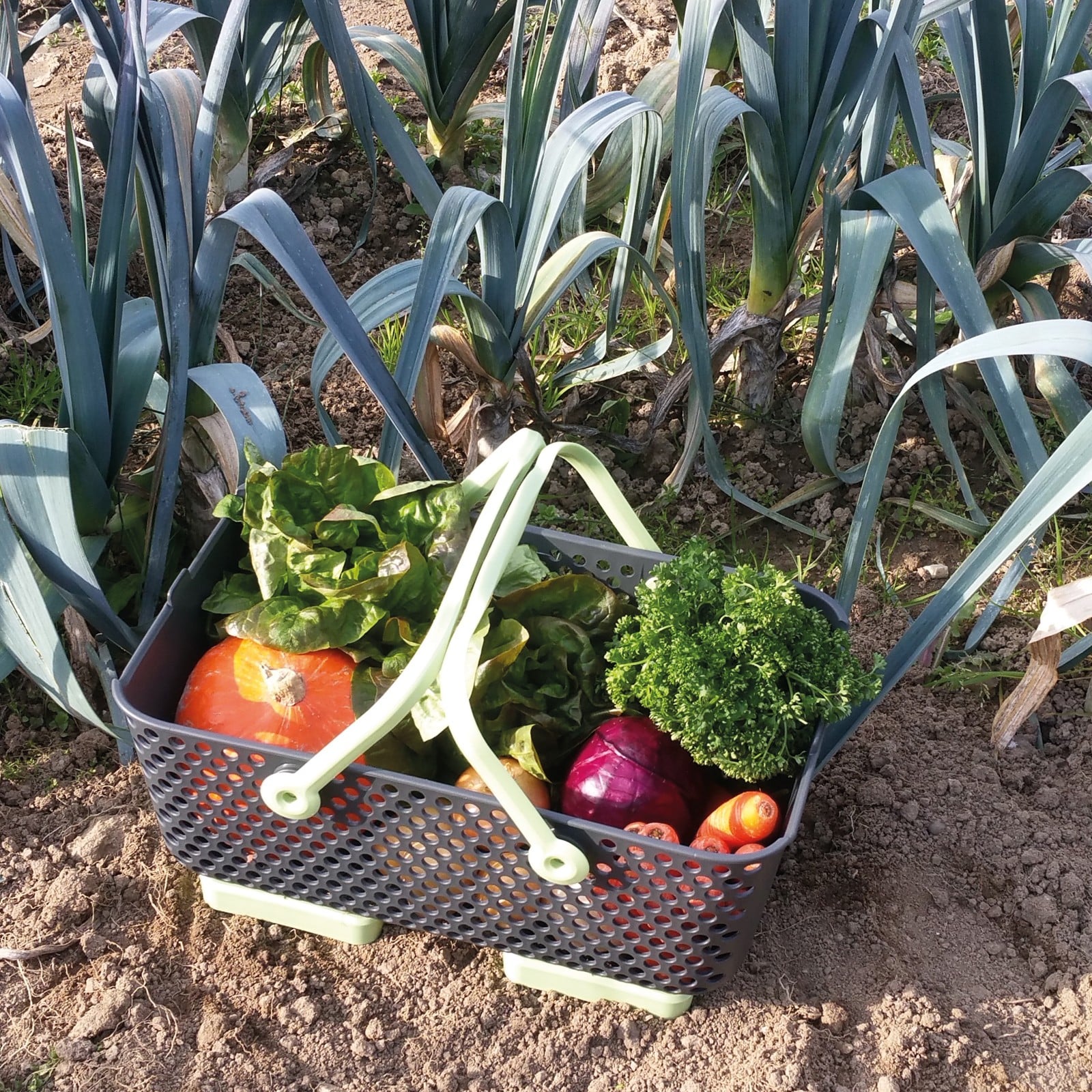 Garden Harvest Basket - Harrod Horticultural