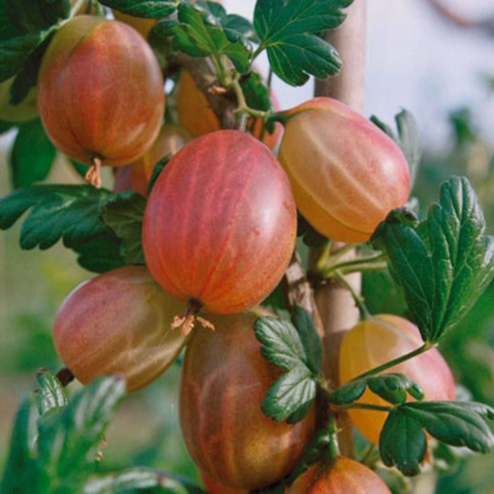 Gooseberry Xenia - Harrod Horticultural