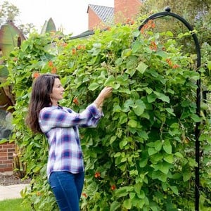 Plant Climbing and Support Frames Images - Harrod Horticultural ...