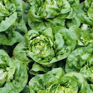 Organic Lettuce Buttercrunch - Plants by Harrod Horticultural