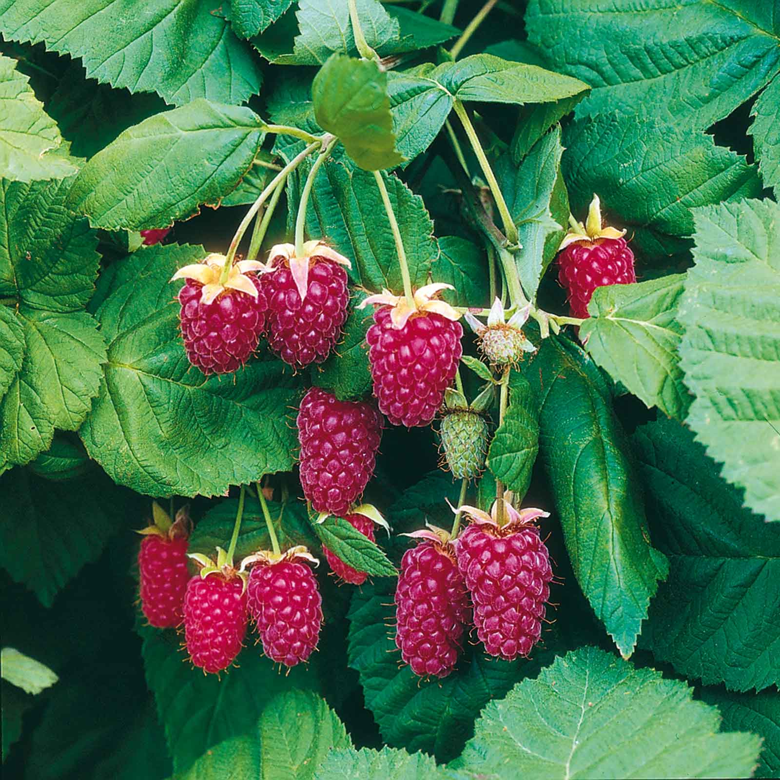 Loganberry Thornless - Harrod Horticultural