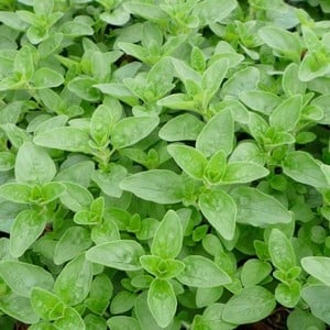 Marjoram - Organic Herbs by Harrod Horticultural