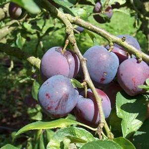 Organic Blue Tit Plum Tree - Harrod Horticultural