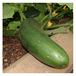 Organic Cucumber Marketmore Seeds - Harrod Horticultural (UK)