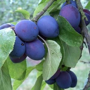 plum tree early prolific organic harrodhorticultural