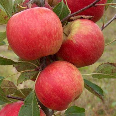 Organic Red Falstaff (R) Apple Trees - Harrod Horticultural