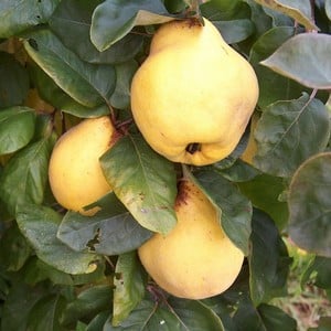 Organic Vranja Quince Tree - Harrod Horticultural