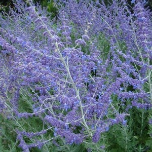 Perovskia Blue Spire - Harrod Horticultural