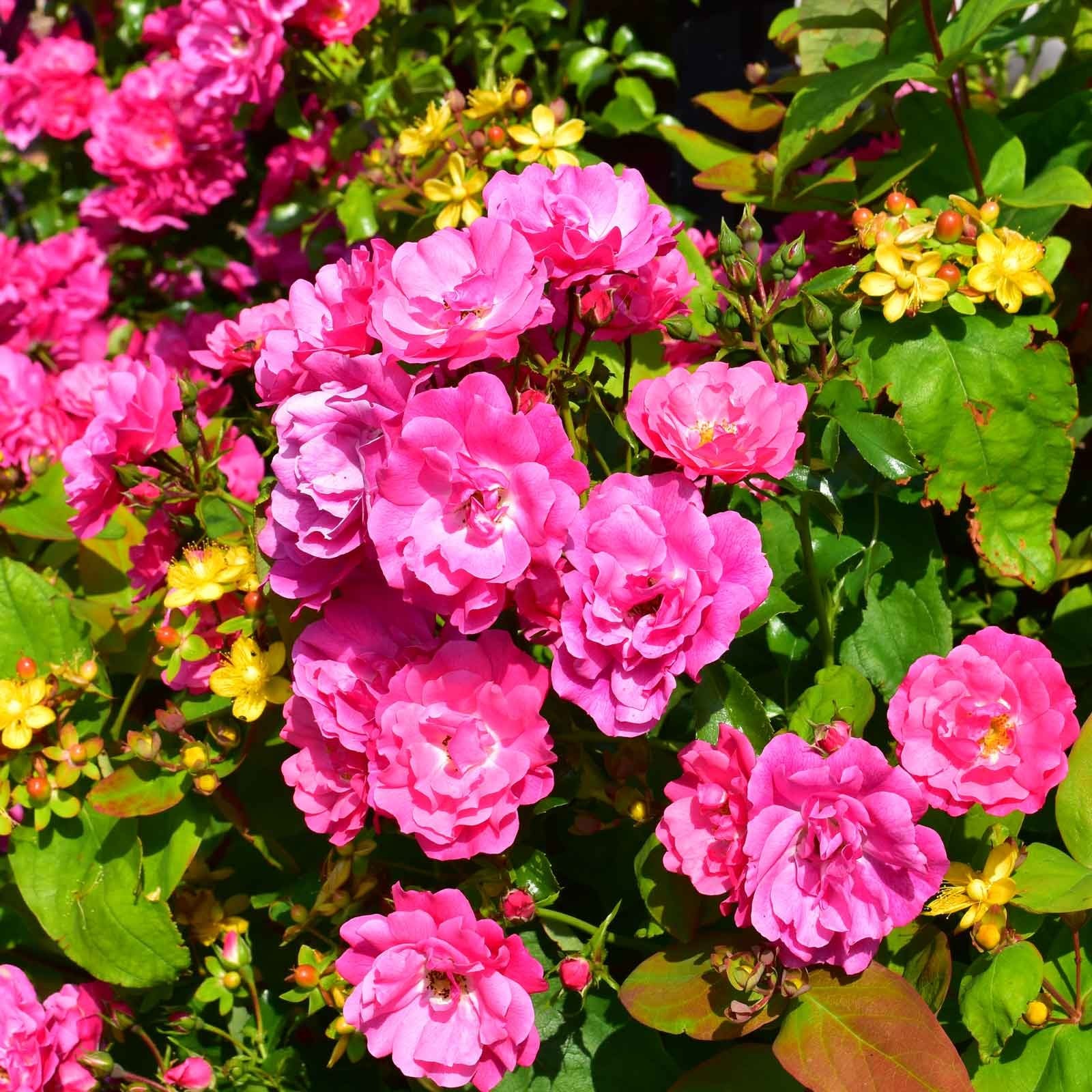 Pink Flower Carpet Procumbent Rose Harrod Horticultural