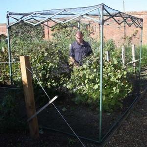 Pop-Up Crop Cage - Harrod Horticultural (UK)