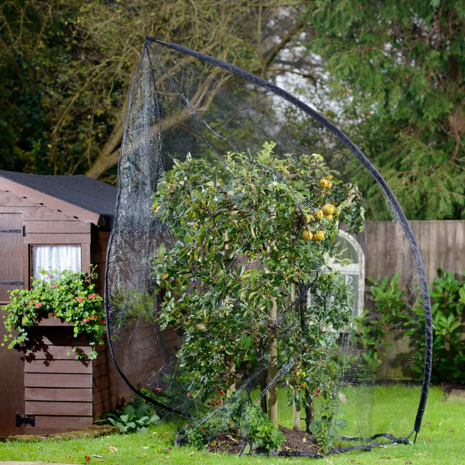 Popadome Fruit Tree Cover