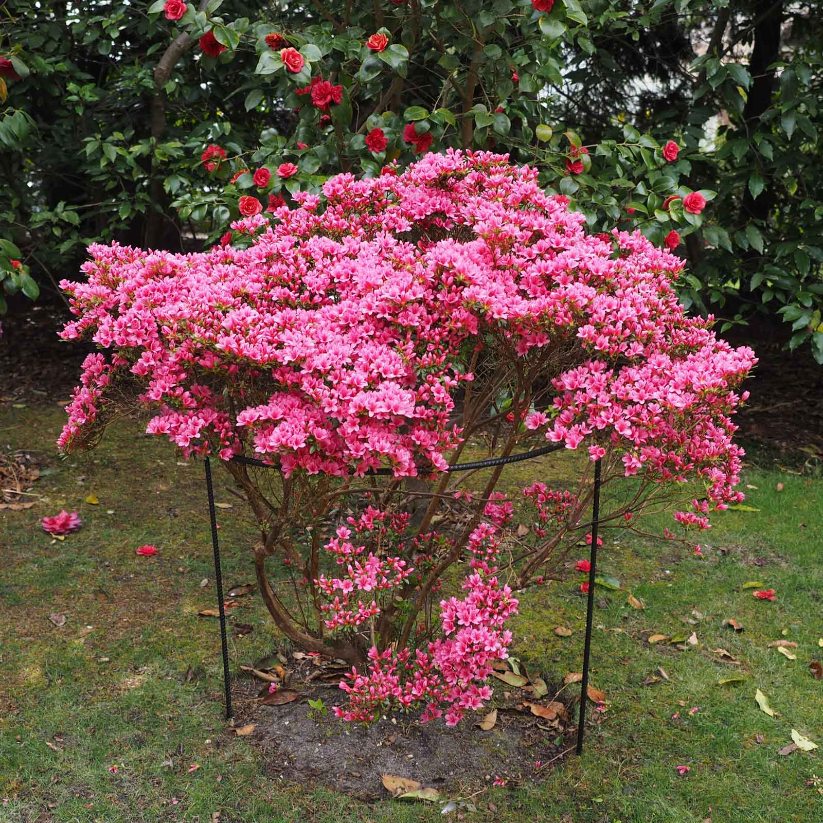 List 99+ Pictures images of shrubs plants Stunning