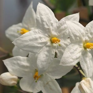 Solanum jasminoides Album - Harrod Horticultural