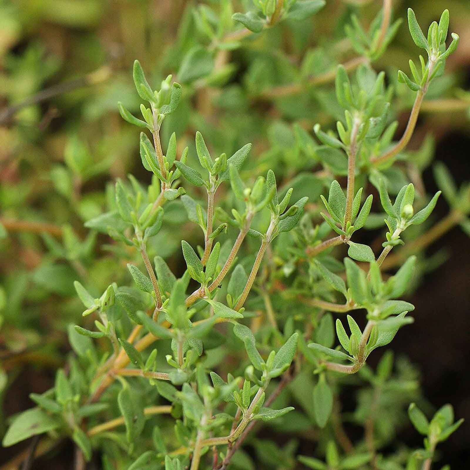 Can rosemary and thyme be planted together information